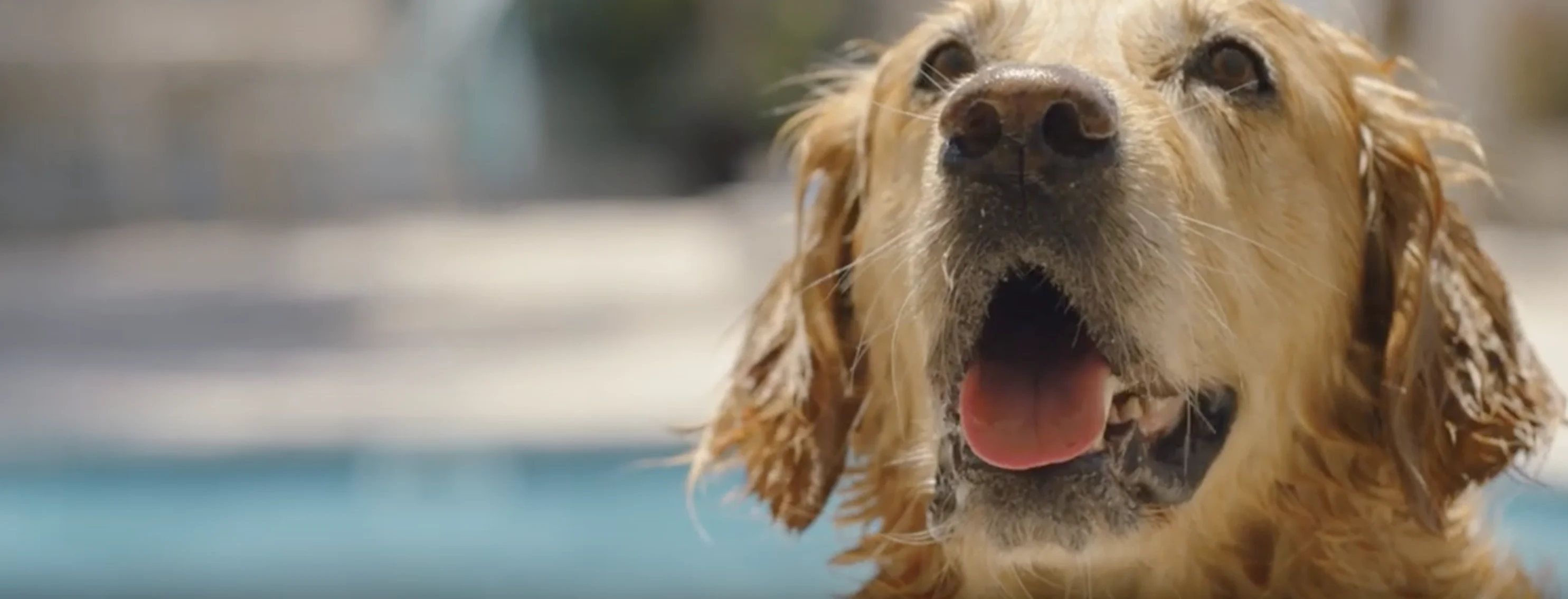 Dog in front of pool turning its head with its tongue out